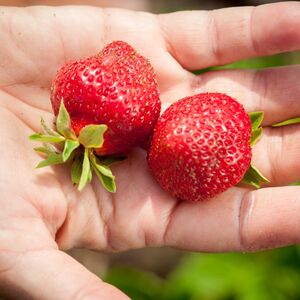 OVAKO IZGLEDAJU DOMAĆE JAGODE: Jedna STVAR ih razlikuje od UVOZNIH, tako vas VARAJU!