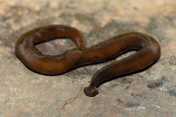Presečete ih, nastaju 2! Pojavili su se crvi mesožderi, invanzivna vrsta iz tropskih krajeva, evo šta jedu ovde!