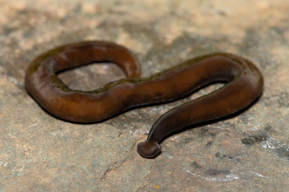 Presečete ih, nastaju 2! Pojavili su se crvi mesožderi, invanzivna vrsta iz tropskih krajeva, evo šta jedu ovde!
