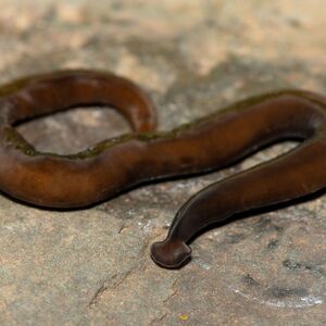 Presečete ih, nastaju 2! Pojavili su se crvi mesožderi, invanzivna vrsta iz tropskih krajeva, evo šta jedu ovde!