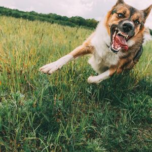 "KAKO MI SADA DA IZAĐEMO IZ KUĆA I DVORIŠTA" Vlasnički pas ujeo dečaka (4) za nogu, ljudi kod Prokuplja u strahu