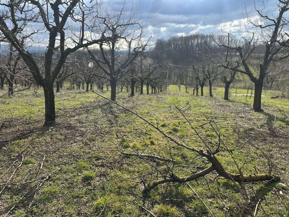 Rezidba voća u punom jeku