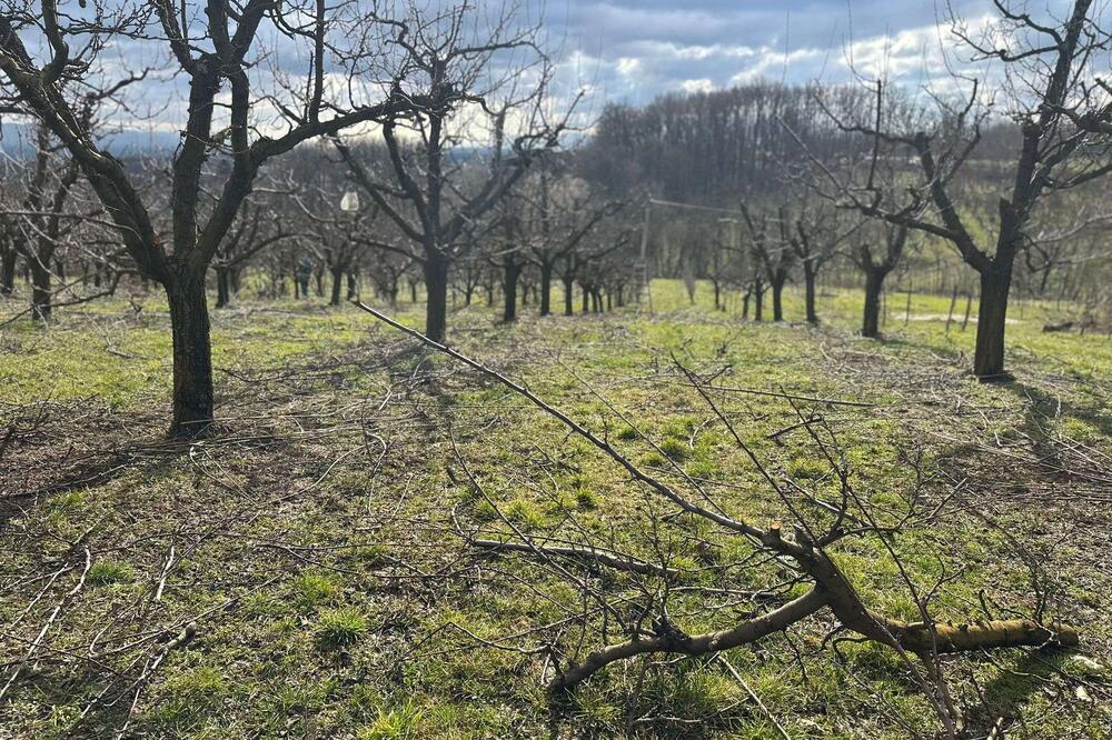 Potez koji je ključan za dobar rod srpske šljive: Tiosav podelio iskusan savet za sve voćnjake