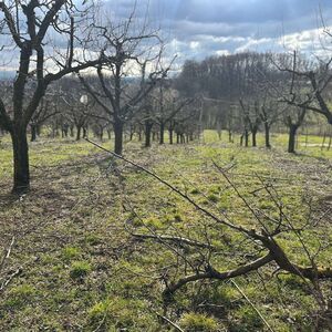 Potez koji je ključan za dobar rod srpske šljive: Tiosav podelio iskusan savet za sve voćnjake