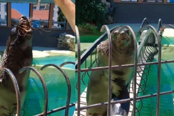 TUŽNA VEST ZA BEOGRAĐANE! Uginula foka Bert! Evo šta je saopšteno o uzroku smrti