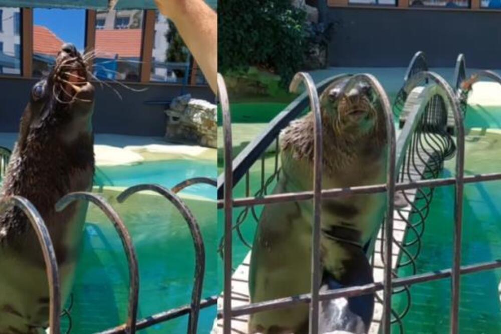 TUŽNA VEST ZA BEOGRAĐANE! Uginula foka Bert! Evo šta je saopšteno o uzroku smrti