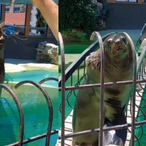 TUŽNA VEST ZA BEOGRAĐANE! Uginula foka Bert! Uzrok smrti poznat naredne nedelje