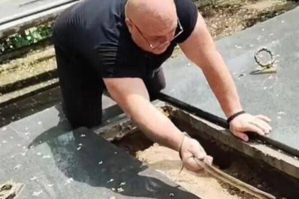 VLADICA IZVUKAO ZMIJU IZ GROBA! Sablasan prizor: Ovakva ZVER NIJE VIĐENA, gledajte šta je GOLIM RUKAMA URADIO!