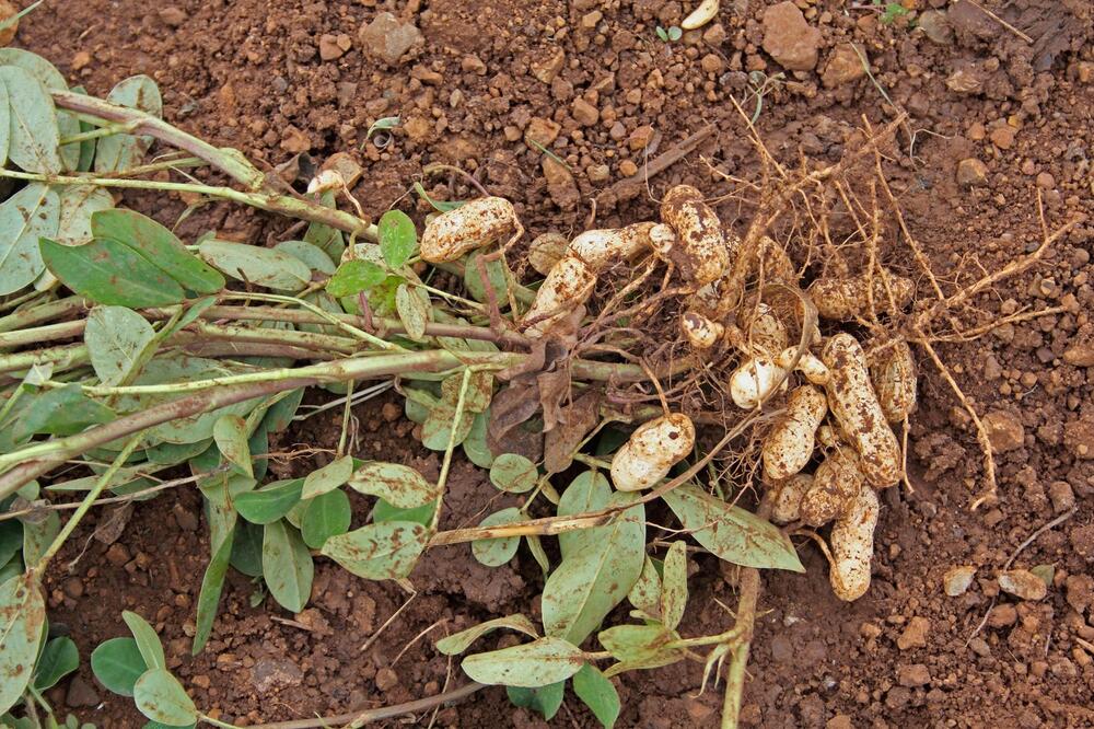 Srbi obožavaju da ga grickaju, a mogu masno i da zarade od njega: Uspeva u Srbiji, odličan za početni biznis!