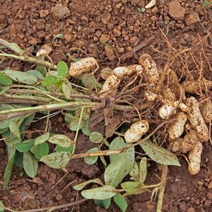 Srbi obožavaju da ga grickaju, a mogu masno i da zarade od njega: Uspeva u Srbiji, odličan za početni biznis!