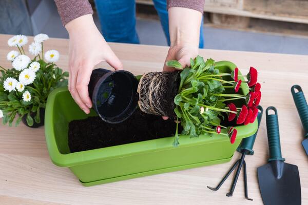 Evo kako da pravilno presadite cveće: Proleće je najbolje vreme, a ovo treba pažljivo uraditi korak po korak!