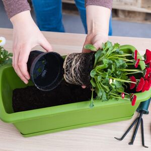 Evo kako da pravilno presadite cveće: Proleće je najbolje vreme, a ovo treba pažljivo uraditi korak po korak!