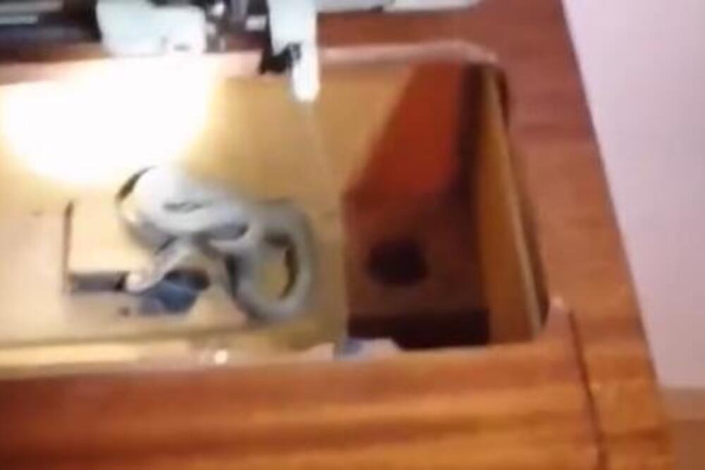 VLADICA OTVORIO STARU ŠIVAĆU MAŠINU, A U NJOJ ZMIJA! Izvukao NOVOG JEZIVOG GMIZAVCA, gledajte ŠTA JE URADIO SA NJIM