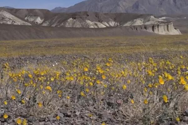 Procvetala "Dolina smrti": Ovakav prizor se viđa samo jedanput tokom 10 godina, pogledajte "čudo prirpde"! (FOTO)
