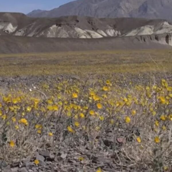 Procvetala "Dolina smrti": Ovakav prizor se viđa samo jedanput tokom 10 godina, pogledajte "čudo prirpde"! (FOTO)