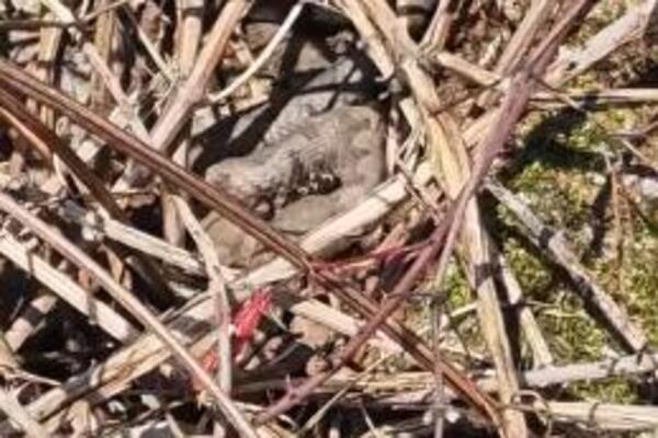 RADOVAN SE ŠETAO SA SINOM PA UMALO UGAZIO U ZMIJSKO GNEZDO! Ovo je najotrovnija vrsta, ODMAH napadaju ljude ako...