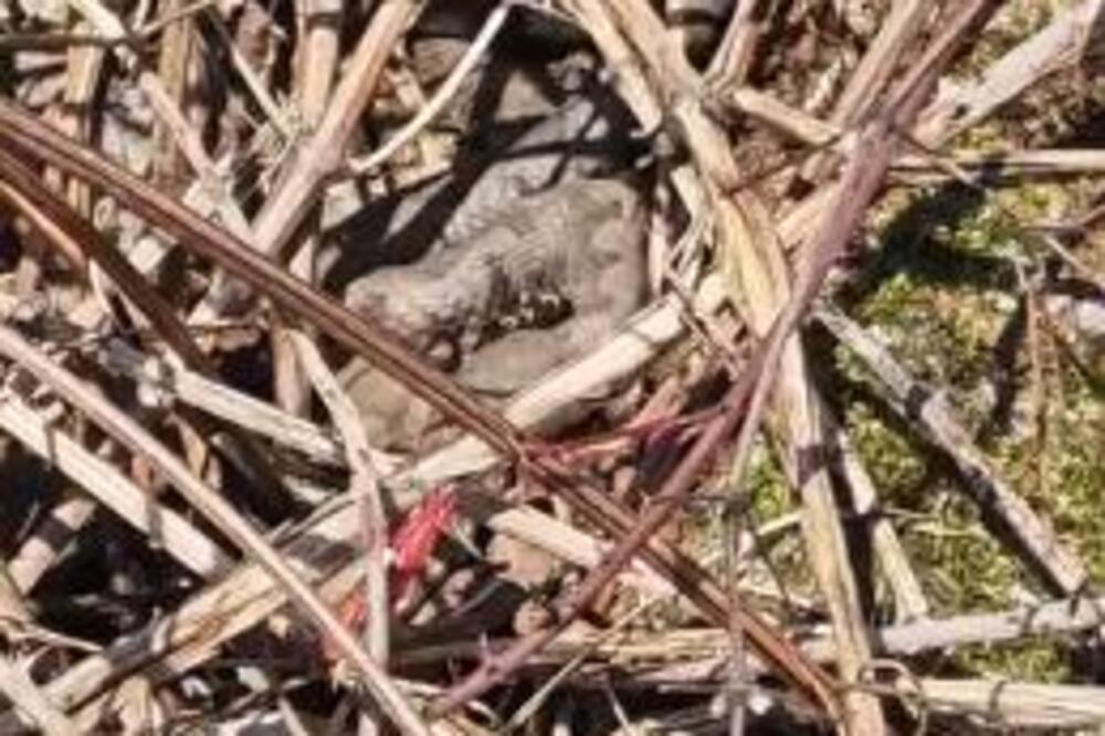 RADOVAN SE ŠETAO SA SINOM PA UMALO UGAZIO U ZMIJSKO GNEZDO! Ovo je najotrovnija vrsta, ODMAH napadaju ljude ako...