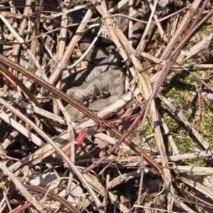 RADOVAN SE ŠETAO SA SINOM PA UMALO UGAZIO U ZMIJSKO GNEZDO! Ovo je najotrovnija vrsta, ODMAH napadaju ljude ako...