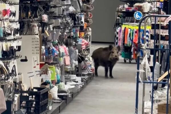 DIVLJA SVINJA ZALUTALA U TRŽNI CENTAR, PA ISPREPADALA LJUDE: "Uspavljivanje nije bilo moguće" (VIDEO)