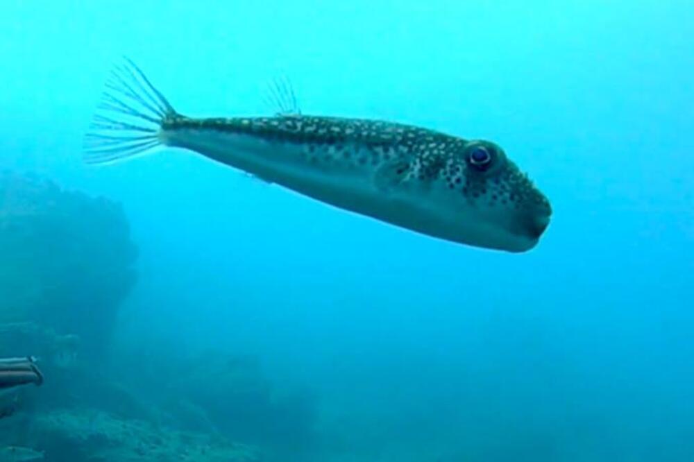 Odmah objavljeno hitno upozorenje, ako vidite ovu ribu, ne pipajte je nikako: Može vas ubiti za par minuta