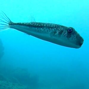 Odmah objavljeno hitno upozorenje, ako vidite ovu ribu, ne pipajte je nikako: Može vas ubiti za par minuta