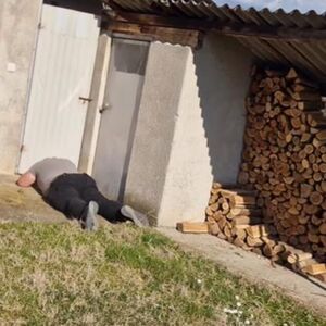 SCENA U VRANJU KAO IZ HORORA! Vlasnica se SLEDILA OD STRAHA ZBOG PRIZORA U DVORIŠTU! "5 godina je sigurno bilo tu"