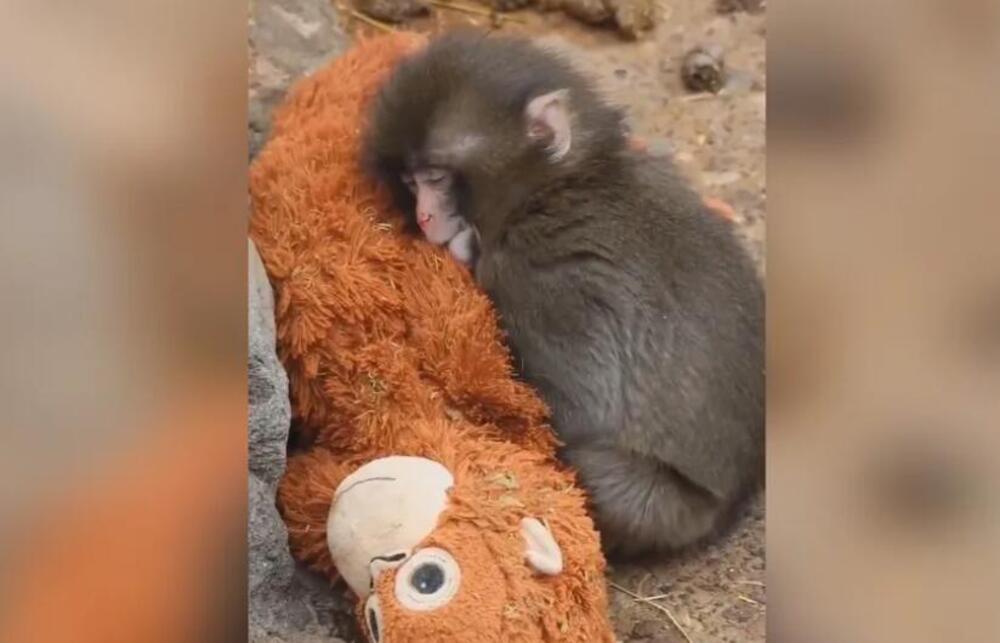 Slike Panča obišle su svet, kao i njegove lutke: Sad je sve dobilo potpuni preokret