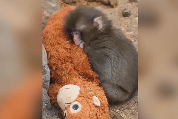 Slike Panča obišle su svet, kao i njegove lutke: Sad je sve dobilo potpuni preokret