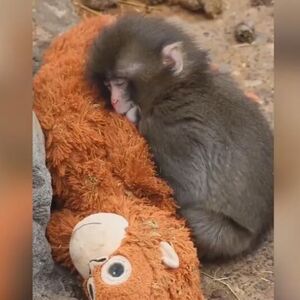 Slike Panča obišle su svet, kao i njegove lutke: Sad je sve dobilo potpuni preokret