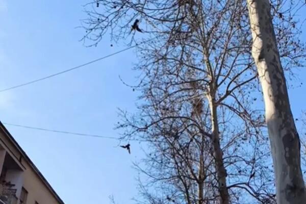 PRIZOR IZ KRAGUJEVCA KOJI LEDI KRV U ŽILAMA! Građane preplašilo ono što visi sa drveća: Svi se pitaju ZAŠTO!? VIDEO
