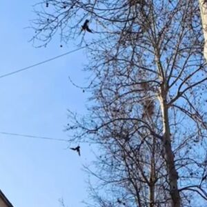 PRIZOR IZ KRAGUJEVCA KOJI LEDI KRV U ŽILAMA! Građane preplašilo ono što visi sa drveća: Svi se pitaju ZAŠTO!? VIDEO