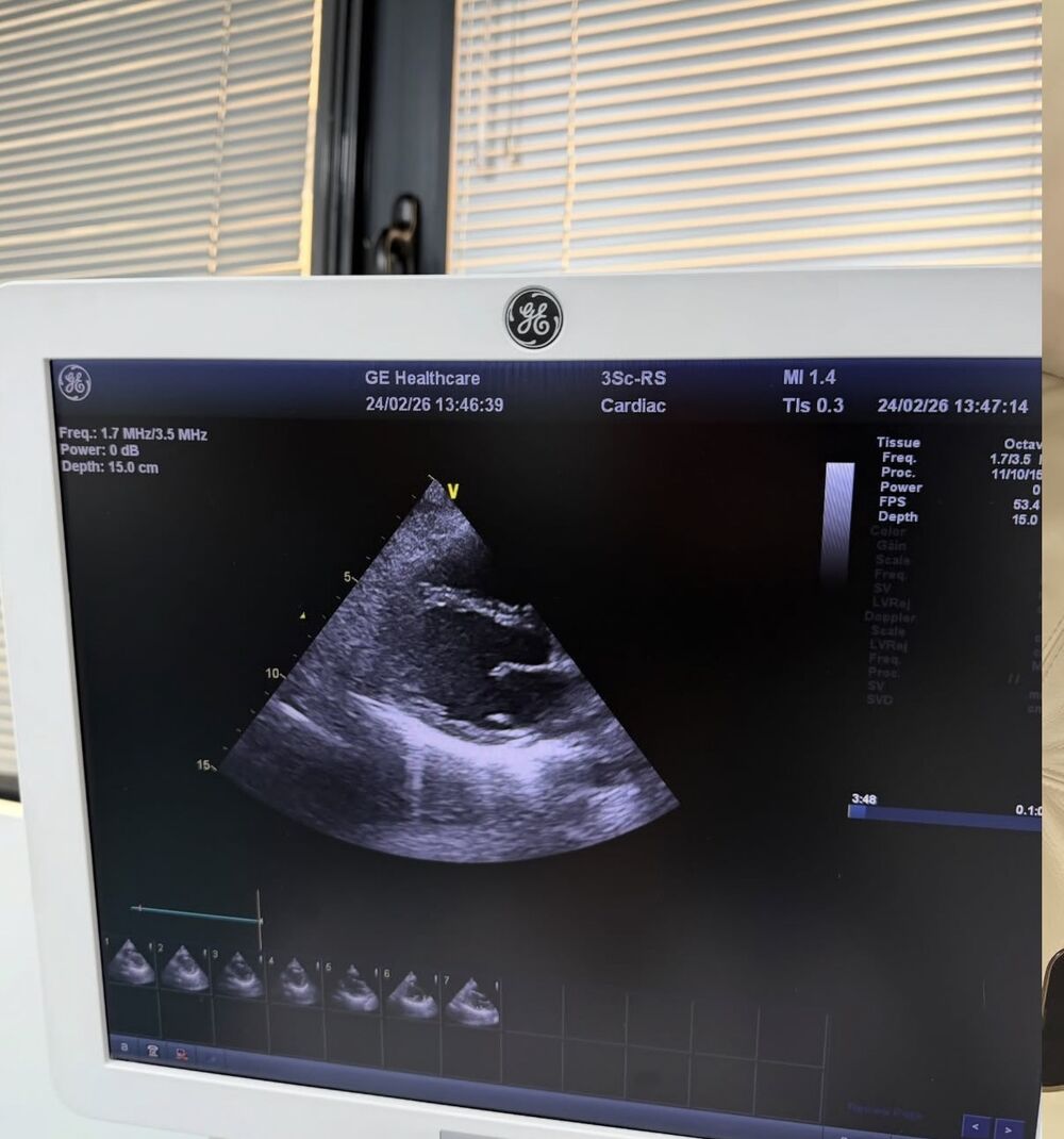 Didi janković, Dijana Janković, Didi Džej