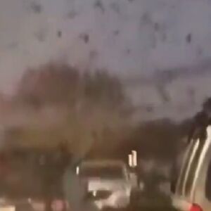 Jeziv prizor iznad ovog grada: Hiljade vrana uzletelo, nebo postalo SKROZ CRNO! (VIDEO)