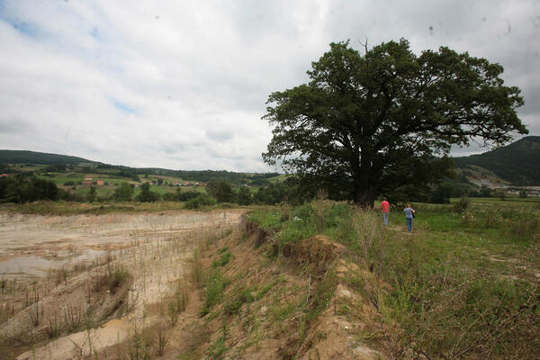 Uroš je umesto višnje zasadio ovu biljku i rizik mu se isplatio! Po jednom hektoru zaradio masne pare, samo ležu!