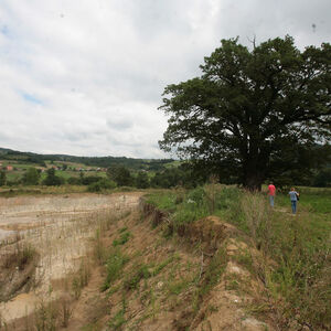 Uroš je umesto višnje zasadio ovu biljku i rizik mu se isplatio! Po jednom hektoru zaradio masne pare, samo ležu!