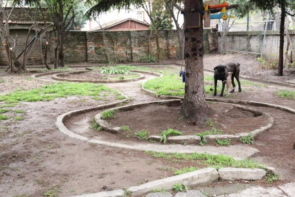 Kristijan Golubović