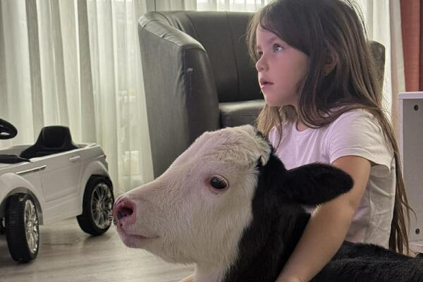 Srpska porodica telence drži kao kućnog ljubimca: Prizori su nestvarni, ono gleda crtane sa decom, ali to nije sve!