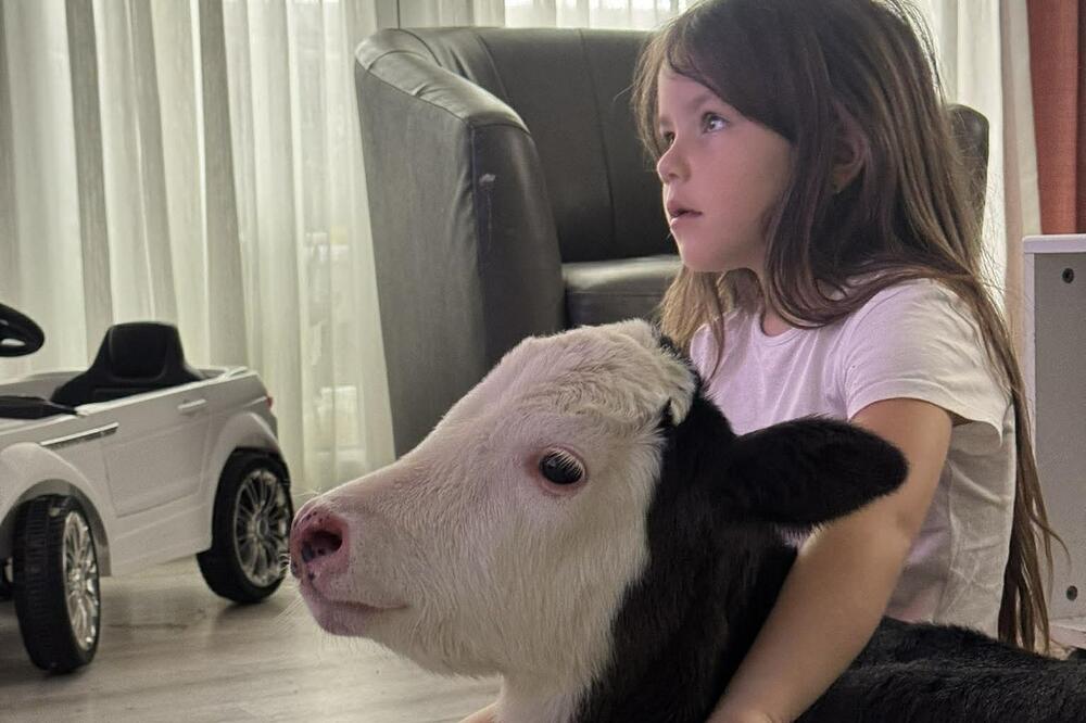 Srpska porodica telence drži kao kućnog ljubimca: Prizori su nestvarni, ono gleda crtane sa decom, ali to nije sve!