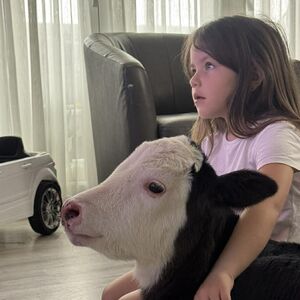 Srpska porodica telence drži kao kućnog ljubimca: Prizori su nestvarni, ono gleda crtane sa decom, ali to nije sve!