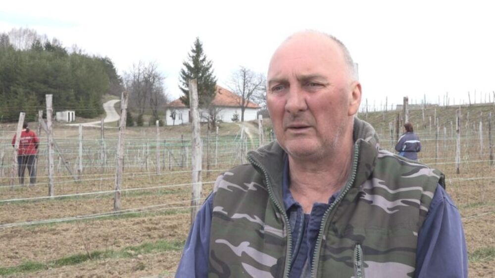 Radivoje uzgaja maline