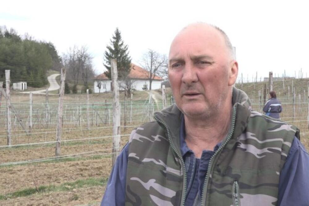 Radivoje uzgaja crveno zlato na površini od preko hektara: Već ima pune ruke posla - evo šta kaže o zaradi