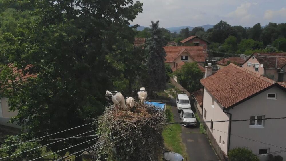 Vratile se rode u selo Beljina