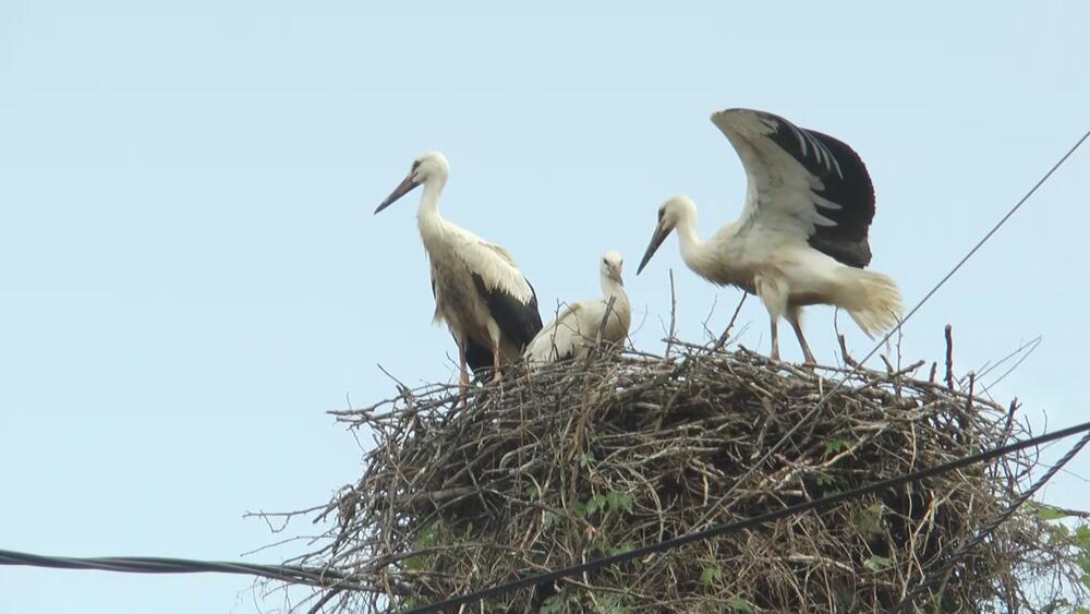 Omiljeni gosti stigli na banderu! Vratile se rode u ovo selo - najviše su im se obradovali mališani (FOTO)