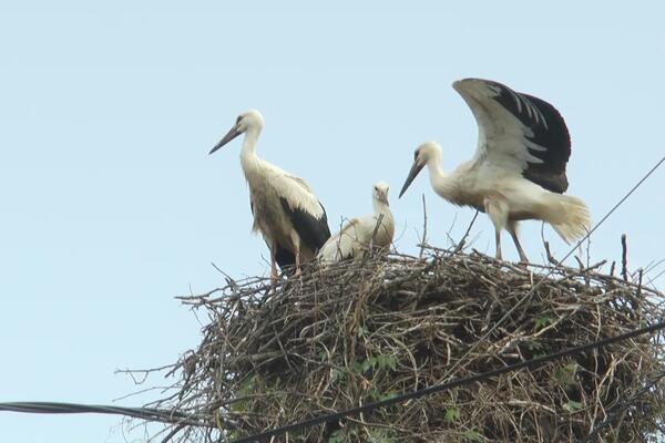 Omiljeni gosti stigli na banderu! Vratile se rode u ovo selo - najviše su im se obradovali mališani (FOTO)