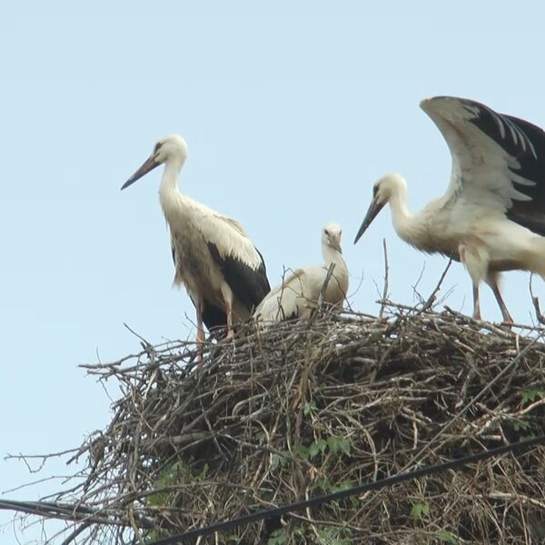 Omiljeni gosti stigli na banderu! Vratile se rode u ovo selo - najviše su im se obradovali mališani (FOTO)