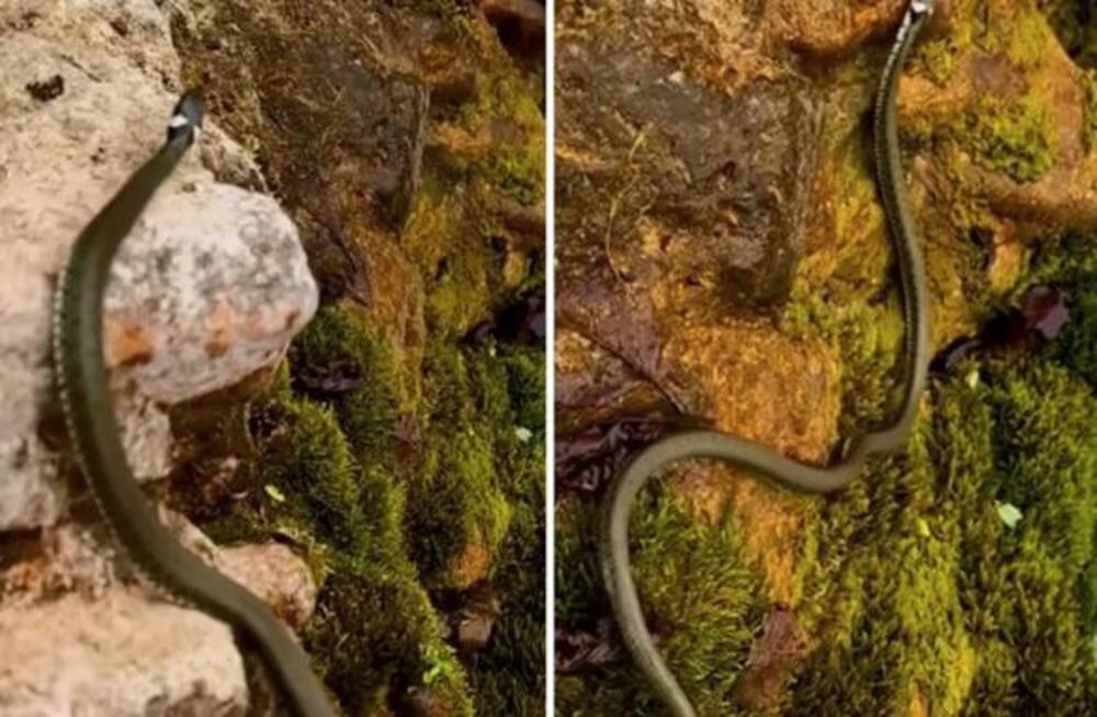 ZMIJE SE MASOVNO BUDE U SRBIJI! Šok snimak sa reke Gradac IZBLIZA, ljudi u neverici! (VIDEO)