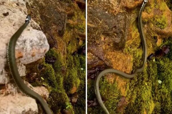 ZMIJE SE MASOVNO BUDE U SRBIJI! Šok snimak sa reke Gradac IZBLIZA, ljudi u neverici! (VIDEO)