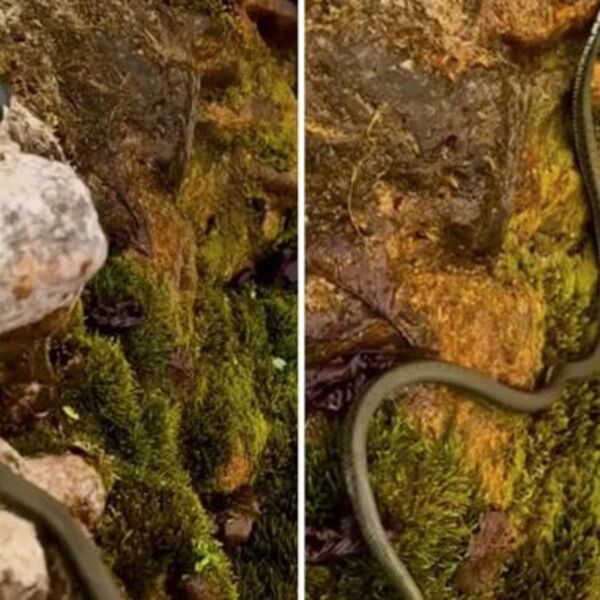ZMIJE SE MASOVNO BUDE U SRBIJI! Šok snimak sa reke Gradac IZBLIZA, ljudi u neverici! (VIDEO)