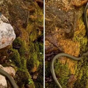 ZMIJE SE MASOVNO BUDE U SRBIJI! Šok snimak sa reke Gradac IZBLIZA, ljudi u neverici! (VIDEO)