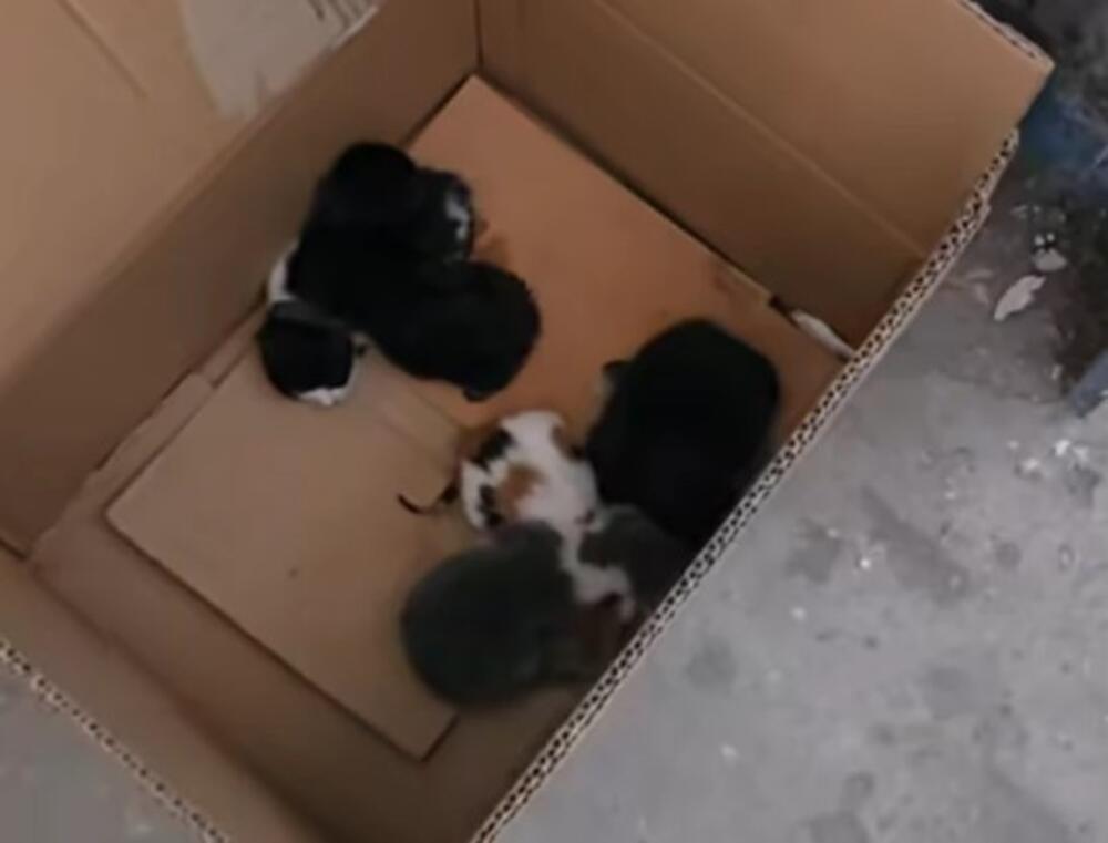 Ljudski odron bacio mačiće kao poslednje smeće: U kontejneru za papir pronađene tek rođene životinjice (VIDEO)